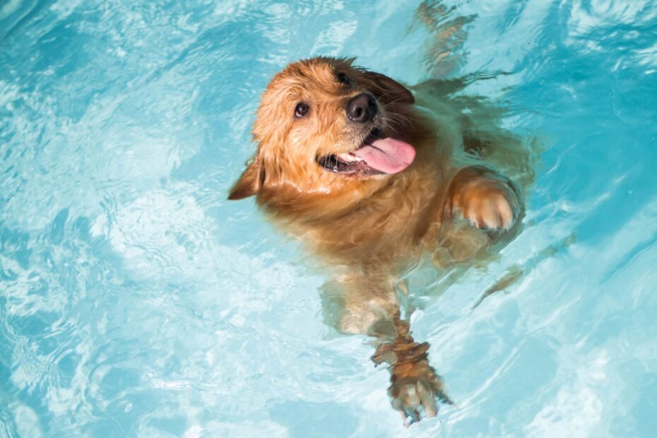 mascota en piscina scaled e1657645911449 Hidroaigua