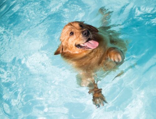 ¿Dejas a tu mascota bañarse en la piscina?
